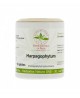 Herboristerie de Paris - HARPAGOPHYTUM RACINE BIO - 60 Gélules