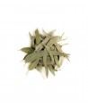 Herboristerie de Paris - Eucalyptus feuilles longues entières bio - 100g eucalyptus globulus tisane Espritphyto
