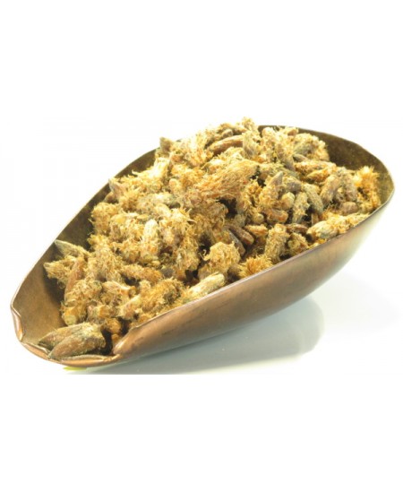 Herboristerie de Paris Bourgeons de Pin Sylvestre en vrac pour tisane et infusion 100gr pinus sylvestris Espritphyto