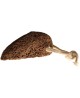 Espritphyto - Gant Exfoliant Sisal