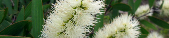 Niaouli