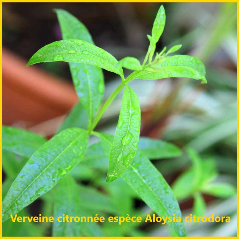 Infusion verveine feuille bio en vrac